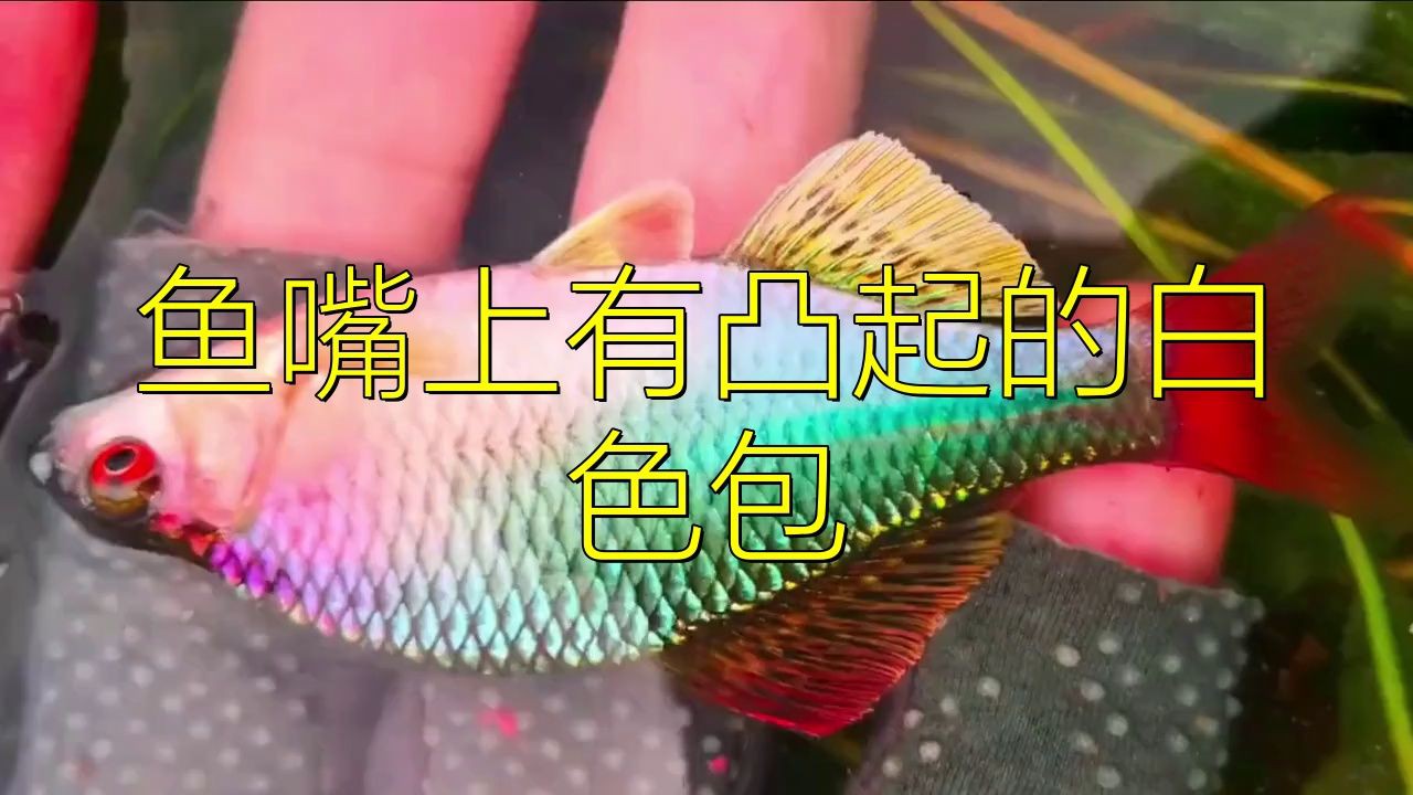 如何區分龍魚嘴上的白色肉球是哪種病因？，《如何區分龍魚嘴上的白色肉球病因》