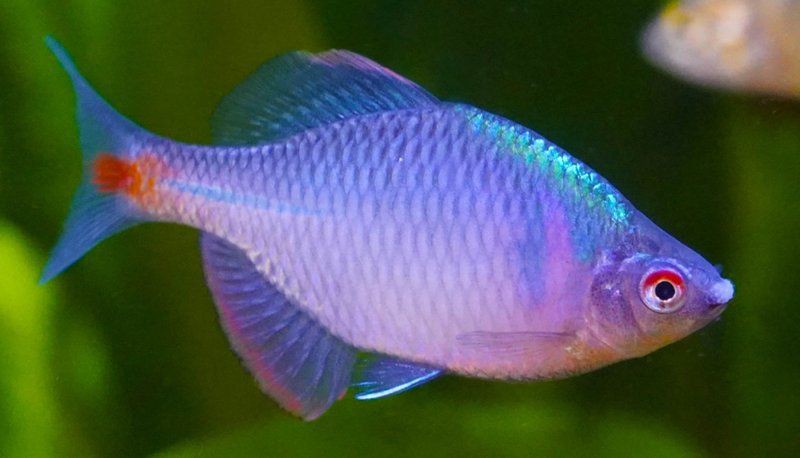 如何區分龍魚嘴上的白色肉球是哪種病因？，《如何區分龍魚嘴上的白色肉球病因》