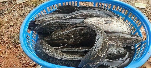 廣東生魚價格今日價，2025年8月4日廣東生魚價格行情分析：大魚漲、中小魚跌