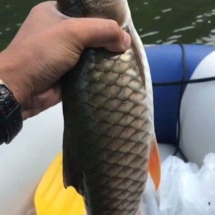 廣東生魚價格今日價，2025年8月4日廣東生魚價格行情分析：大魚漲、中小魚跌