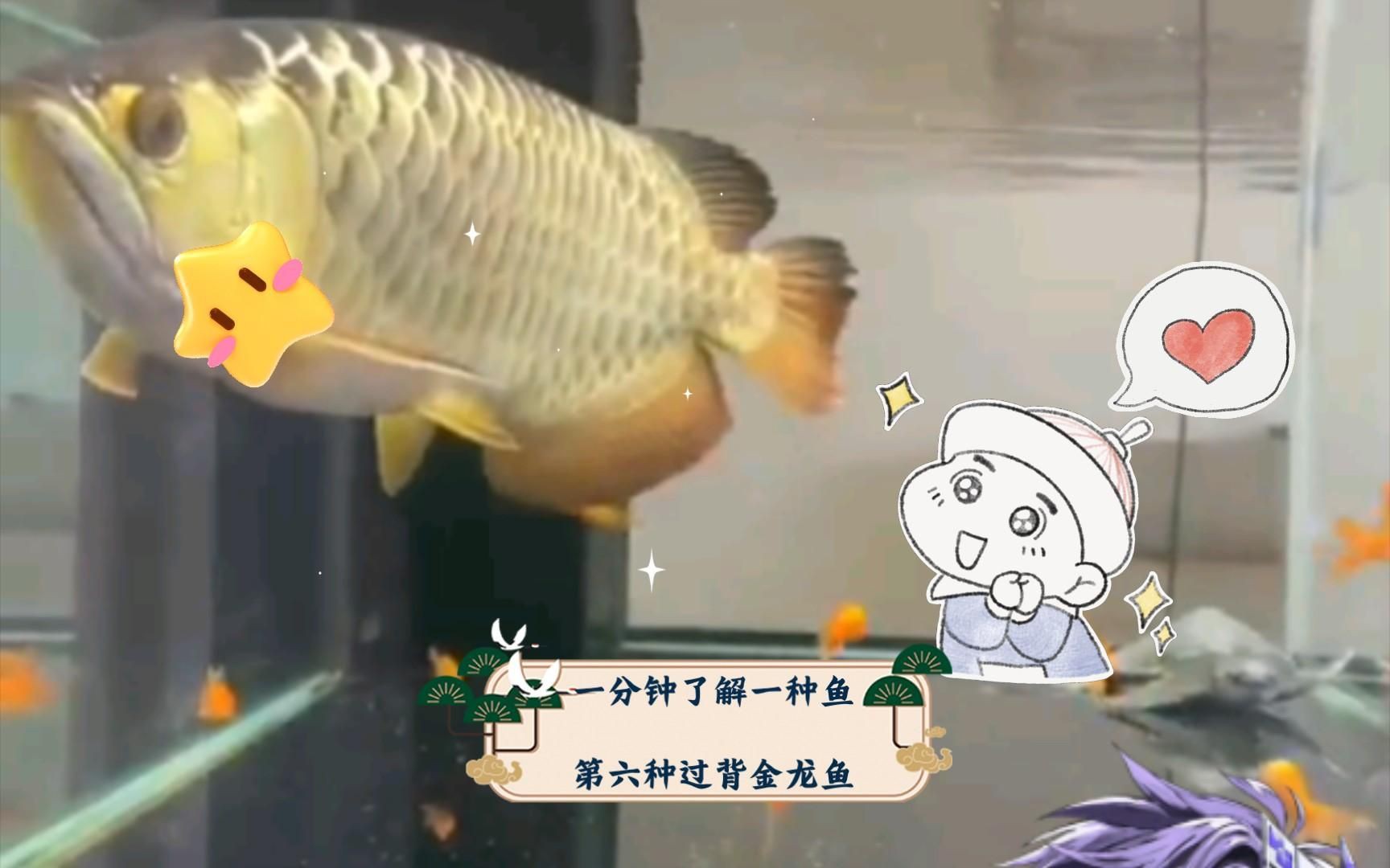 武吉美拉過背金龍怎么樣，武吉美拉過背金龍
