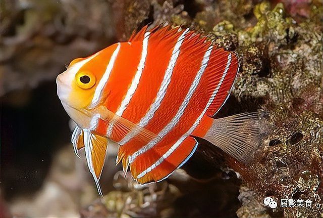 世界上最貴的紅龍魚，新加坡國際魚展上的\