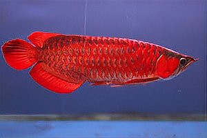 世界上最貴的紅龍魚，新加坡國際魚展上的\