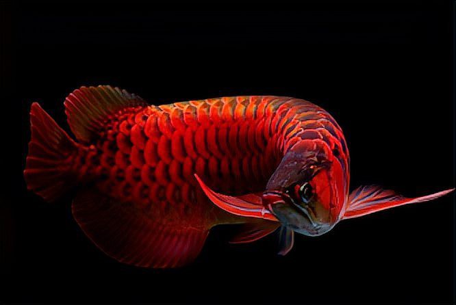 世界上最貴的紅龍魚，新加坡國際魚展上的\