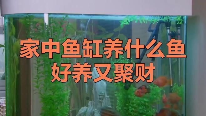 家中養(yǎng)什么魚好養(yǎng)又聚財，711,家中養(yǎng)什么魚好招財