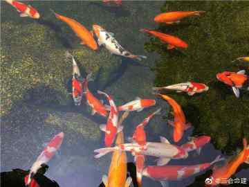 什么命家里不能放魚(yú)缸，《什么命家里不能放魚(yú)缸》在傳統(tǒng)風(fēng)水學(xué)說(shuō)與命理觀念中并非所有人皆適宜