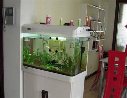 什么命家里不能放魚(yú)缸，《什么命家里不能放魚(yú)缸》在傳統(tǒng)風(fēng)水學(xué)說(shuō)與命理觀念中并非所有人皆適宜