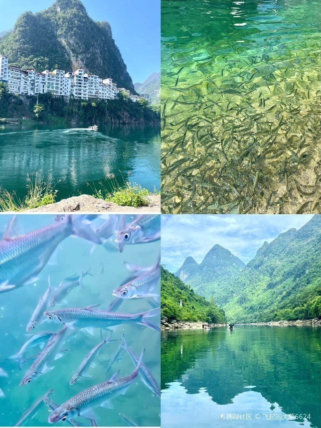 天峨水族店，廣西天峨水族店