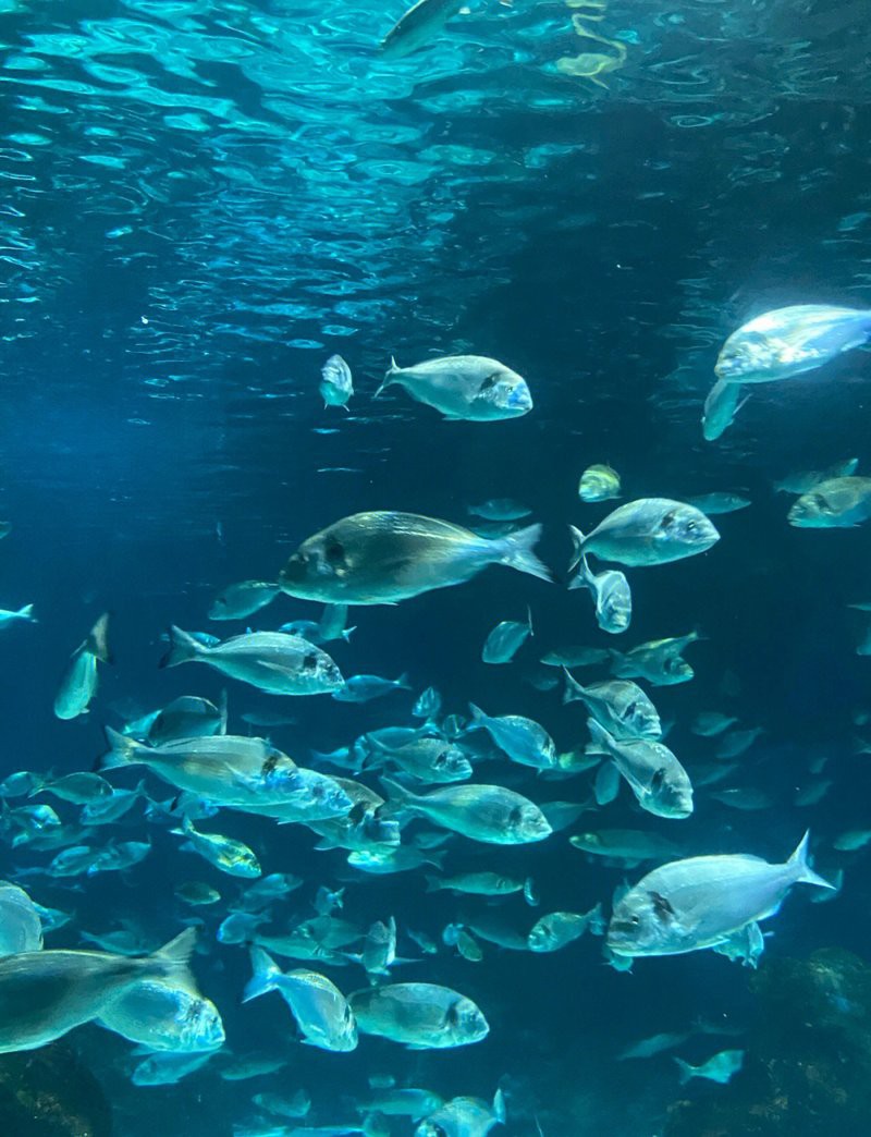 巴塘水族店，巴塘水族店何時開業