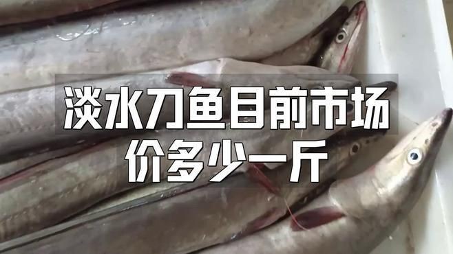 毛刀魚市場價多少，毛刀魚價格波動反映了區(qū)域供需關系與品質分級市場特征