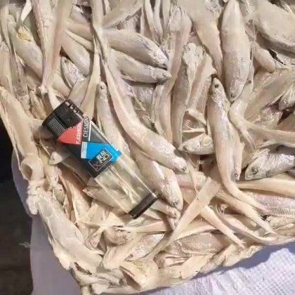 毛刀魚市場價多少，毛刀魚價格波動反映了區(qū)域供需關系與品質分級市場特征