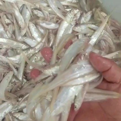 毛刀魚市場價多少，毛刀魚價格波動反映了區(qū)域供需關系與品質分級市場特征