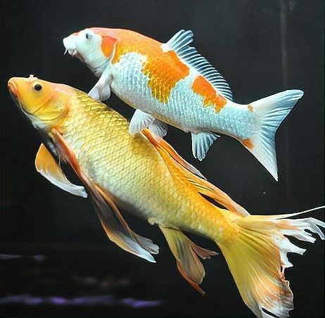 世界十大觀賞魚排名，世界十大最受歡迎的觀賞魚，你喜歡哪種