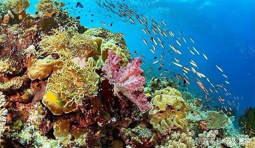 世界十大觀賞魚排名，世界十大最受歡迎的觀賞魚，你喜歡哪種
