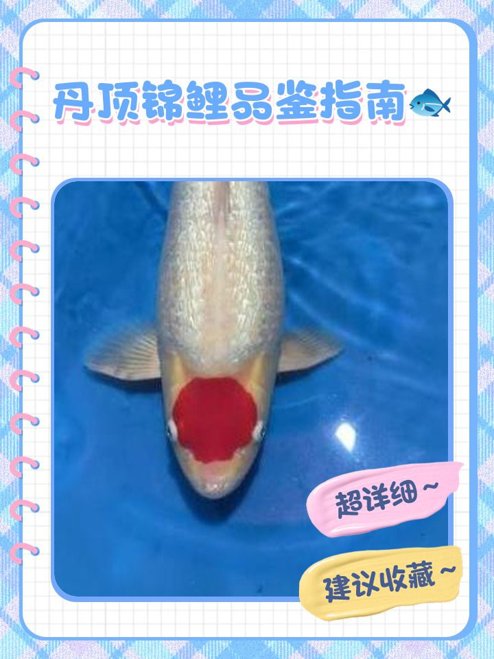 丹頂錦鯉哪種是珍品，丹頂錦鯉品鑒指南寵物喂養問答33部丹頂幼鯉獲金獎