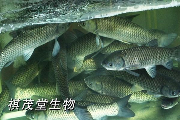 魚類常見細菌性疾病，牧場物語新說“四大家魚”常見疾病及其防治方法