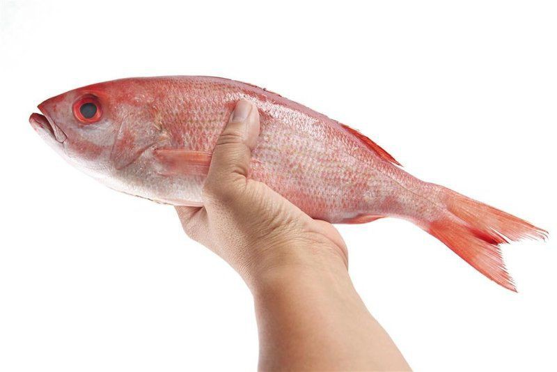 紅頭魚能吃嗎有毒嗎，紅頭魚可以吃嗎？