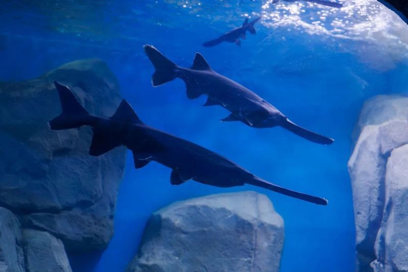 天全水族店，親子游必去的漁你同鱘水族館
