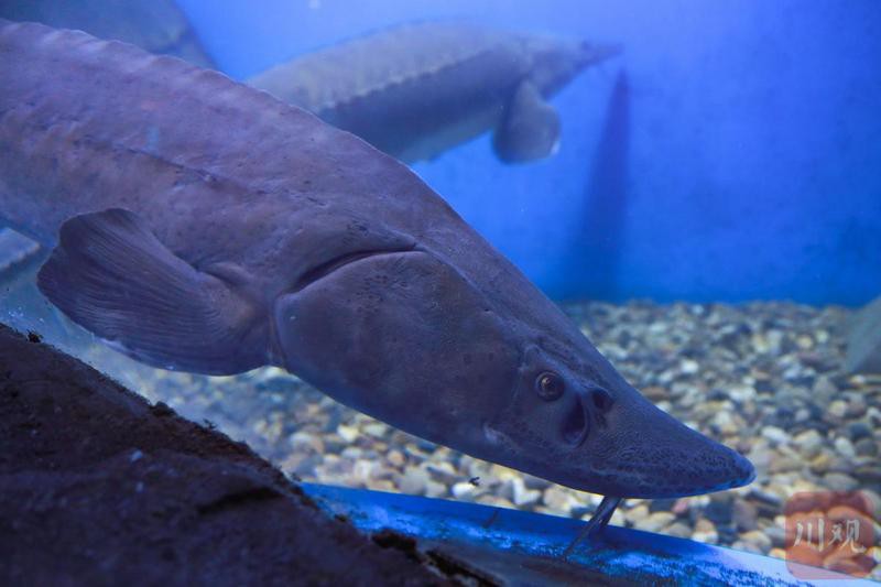 天全水族店，親子游必去的漁你同鱘水族館