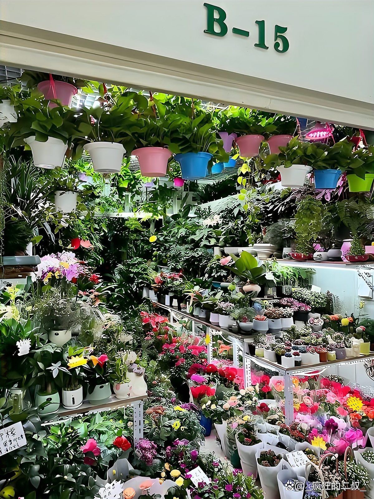 京唐港水族店，京唐港花鳥魚蟲市場布局