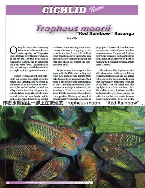 紅彩虹蝴蝶魚，紅彩虹蝴蝶魚是一種極具觀賞價值的觀賞價值的熱帶魚