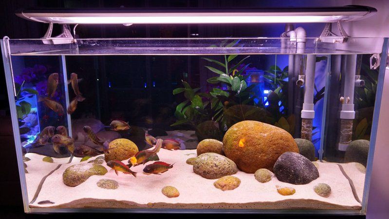 紅彩虹蝴蝶魚(yú)，紅彩虹蝴蝶魚(yú)是一種極具觀賞價(jià)值的觀賞價(jià)值的熱帶魚(yú)