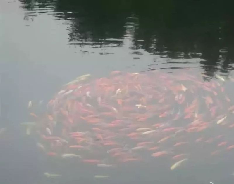 佛與魚的圖片大全，“佛與魚的圖片大全”