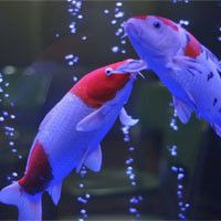 紅龍最佳5種配魚，《紅龍最佳5種配魚》