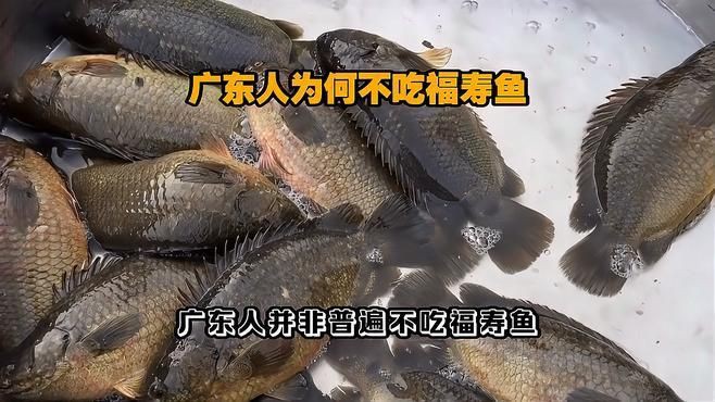 廣東的福壽魚是什么魚，廣東人不吃羅非魚是真的嗎廣東人不吃羅非魚是真的嗎