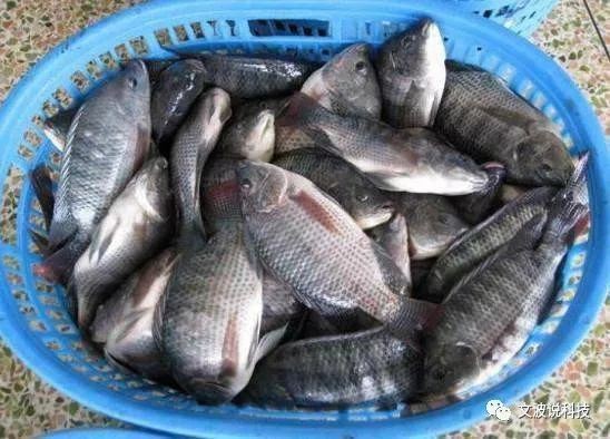 廣東的福壽魚是什么魚，廣東人不吃羅非魚是真的嗎廣東人不吃羅非魚是真的嗎