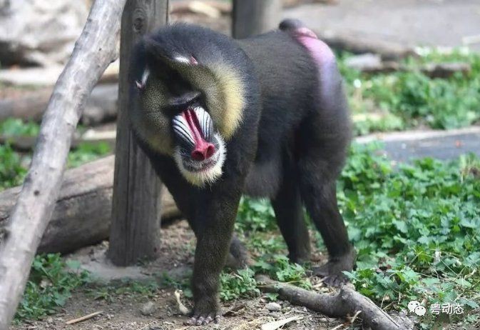 廣東的福壽魚是什么魚，廣東人不吃羅非魚是真的嗎廣東人不吃羅非魚是真的嗎