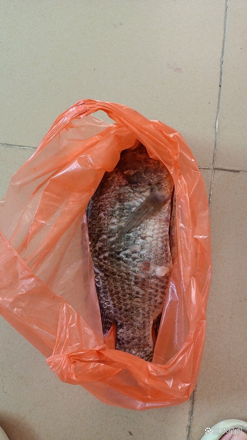 廣東的福壽魚是什么魚，廣東人不吃羅非魚是真的嗎廣東人不吃羅非魚是真的嗎