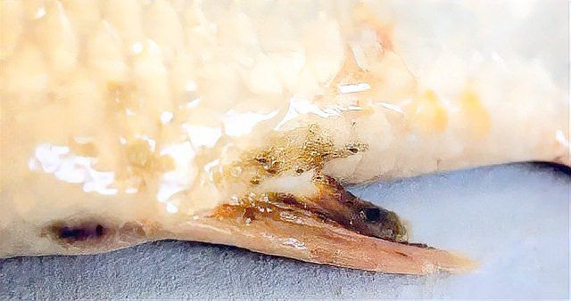 魚虱寄生蟲，養(yǎng)殖魚虱的注意事項
