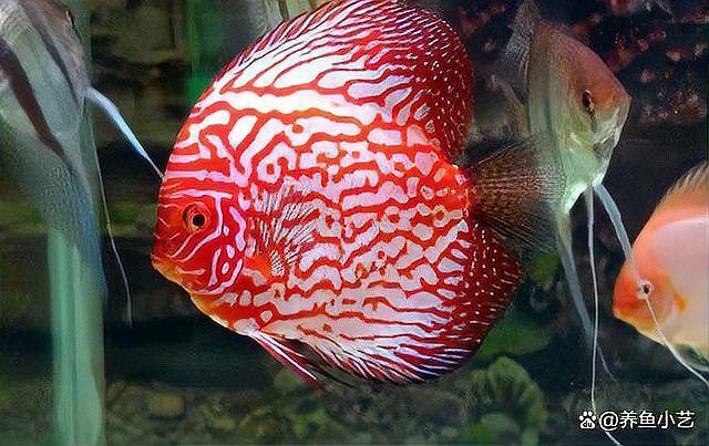 玫瑰丹魚會攻擊魚類嗎，玫瑰丹魚的養(yǎng)護(hù)要點(diǎn)