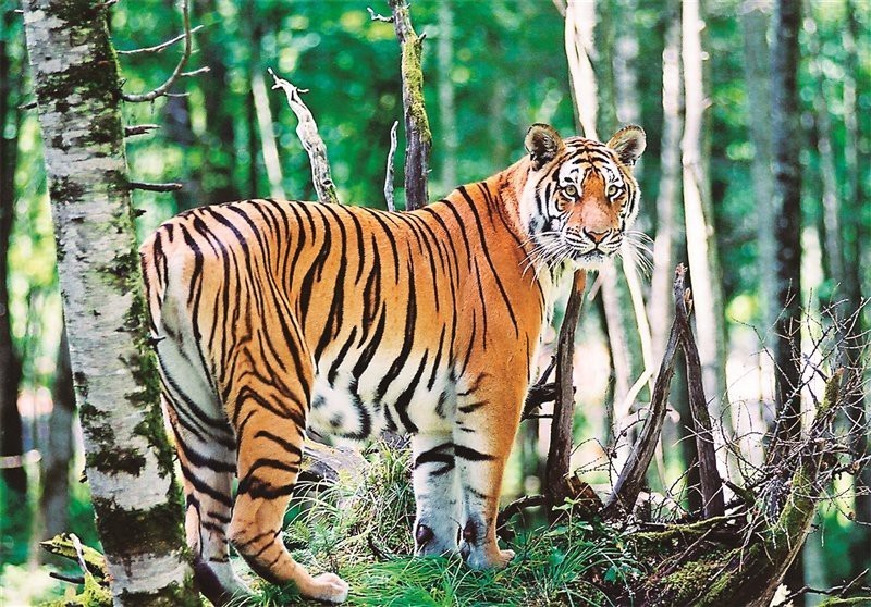 全球一共有多少只老虎，全球老虎數(shù)據(jù)顯示全球野生老虎數(shù)量約4500只，中國(guó)有約7