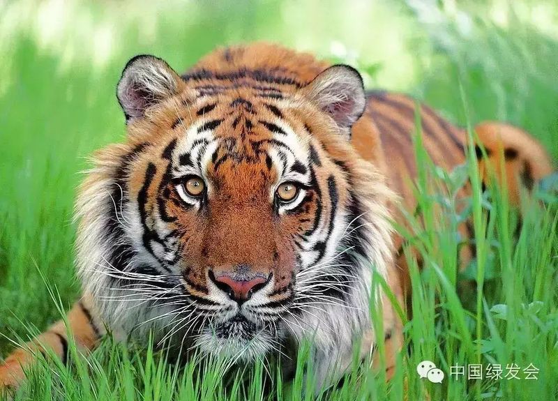 全球一共有多少只老虎，全球老虎數(shù)據(jù)顯示全球野生老虎數(shù)量約4500只，中國(guó)有約7