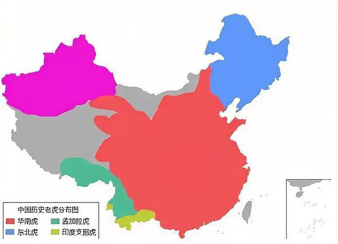 全球一共有多少只老虎，全球老虎數(shù)據(jù)顯示全球野生老虎數(shù)量約4500只，中國有約7