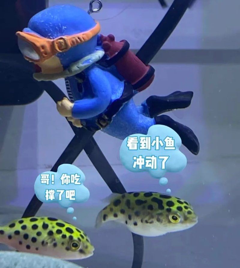 狗頭河豚能活多久，如何延長狗頭河豚的壽命