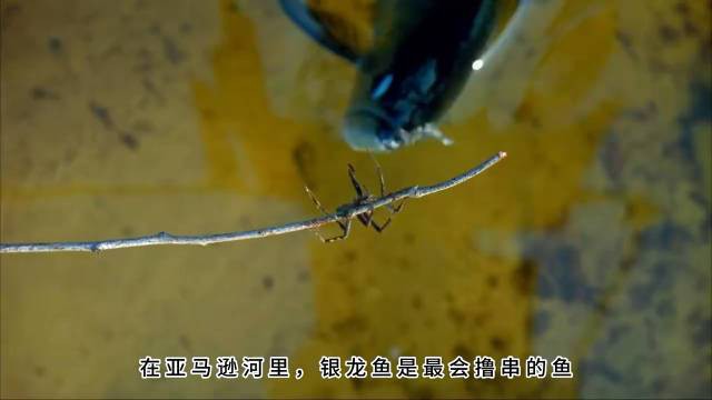 什么樣的銀龍品種好，銀龍魚品種各有特色，銀龍品種各有特色，