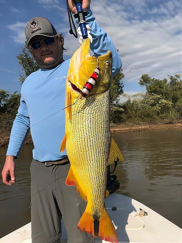 河虎魚多少錢，京東河虎魚市場價格綜合分析河虎魚市場價格分析