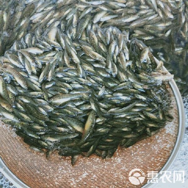 河虎魚多少錢，京東河虎魚市場價格綜合分析河虎魚市場價格分析