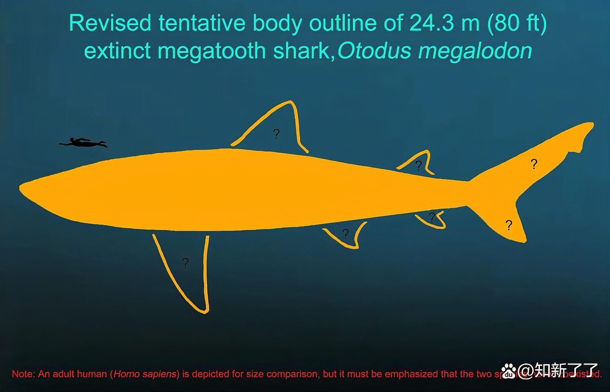 巨齒鯊一般多少米，巨齒鯊是已滅絕的史前頂級掠食者體型在不同研究中存在差異