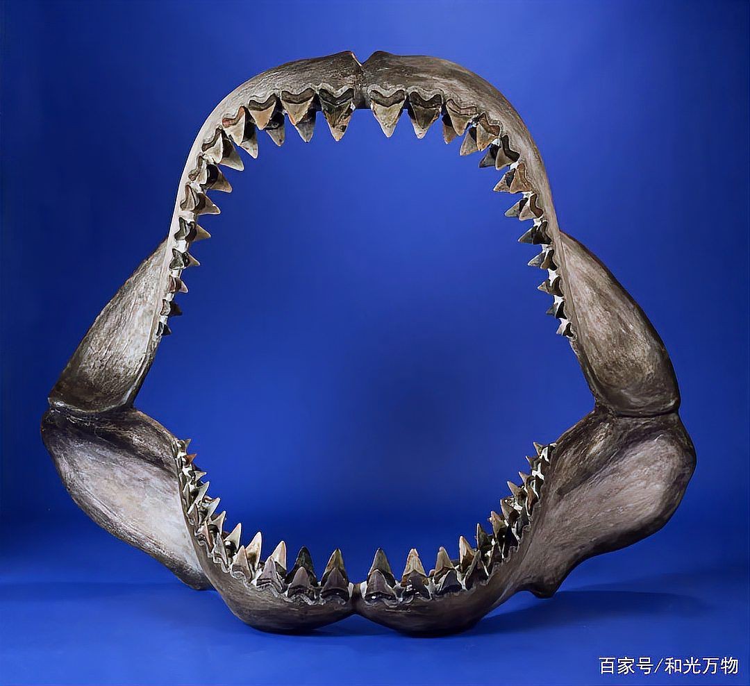 巨齒鯊一般多少米，巨齒鯊是已滅絕的史前頂級掠食者體型在不同研究中存在差異