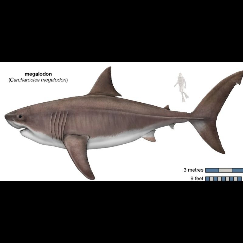 巨齒鯊一般多少米，巨齒鯊是已滅絕的史前頂級掠食者體型在不同研究中存在差異