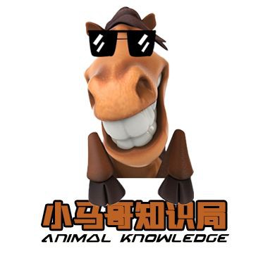 巨齒鯊一般多少米，巨齒鯊是已滅絕的史前頂級掠食者體型在不同研究中存在差異