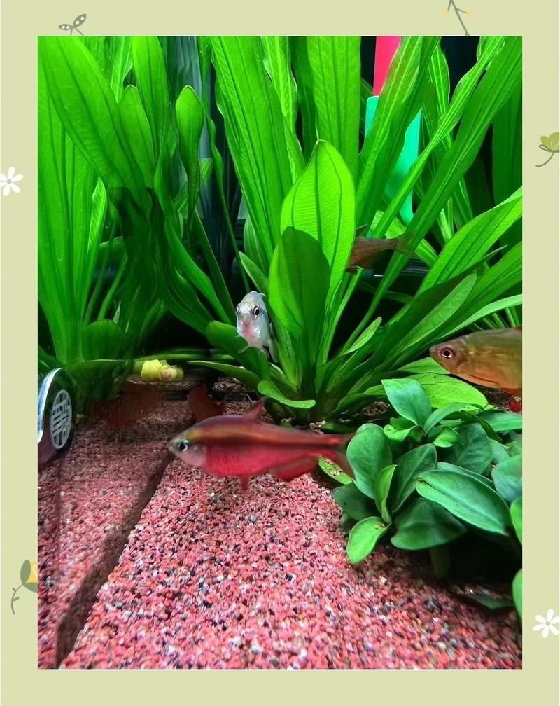 紅寶石魚養幾條最好，《紅寶石魚養幾條最好》