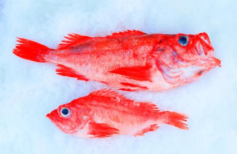 紅魚圖片大全大圖，加拿大紅魚圖片大全大圖生成的摘要：美國紅魚（擬石首魚）