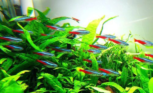 紅魚圖片大全大圖，加拿大紅魚圖片大全大圖生成的摘要：美國紅魚（擬石首魚）