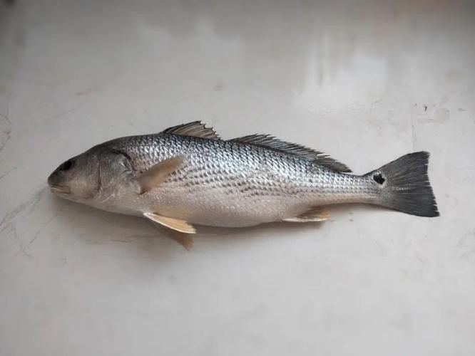 紅魚圖片大全大圖，加拿大紅魚圖片大全大圖生成的摘要：美國紅魚（擬石首魚）