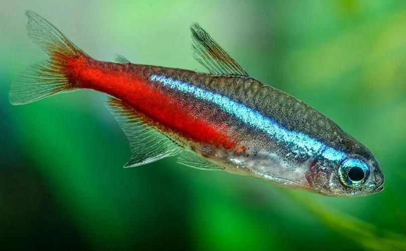 紅魚圖片大全大圖，加拿大紅魚圖片大全大圖生成的摘要：美國紅魚（擬石首魚）